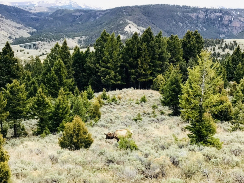 Парки Запада США, включая Yellowstone и Grand Teton. 2-13 мая.