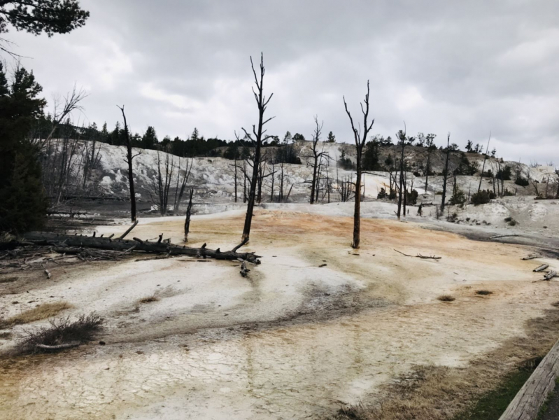 Парки Запада США, включая Yellowstone и Grand Teton. 2-13 мая.