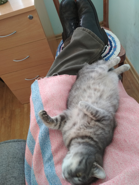 Кошки в нашей жизни. Кошки и все, что с ними связано.