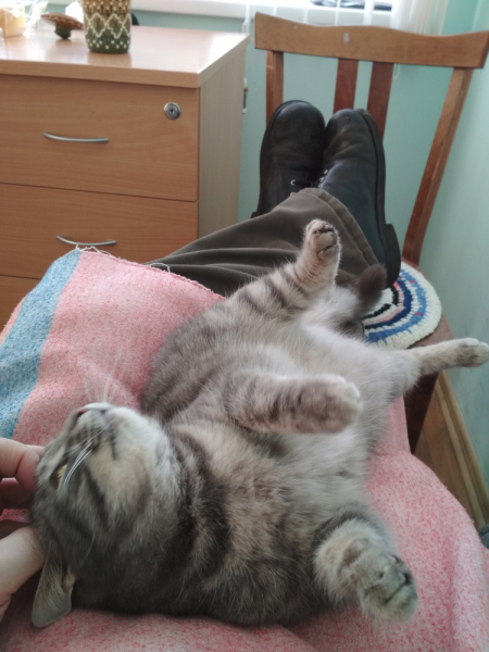 Кошки в нашей жизни. Кошки и все, что с ними связано.