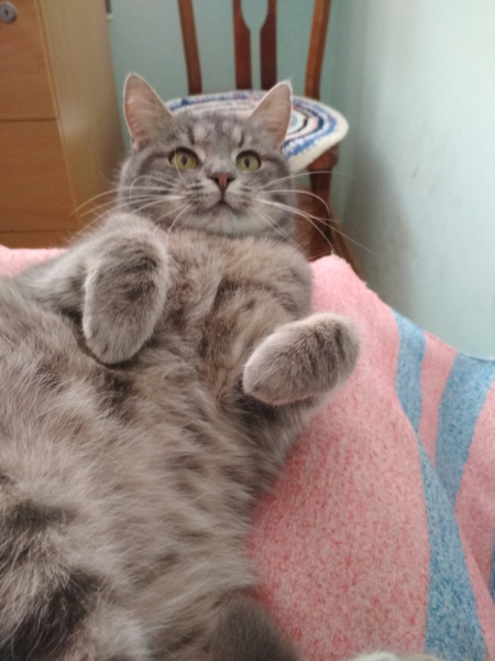 Кошки в нашей жизни. Кошки и все, что с ними связано.