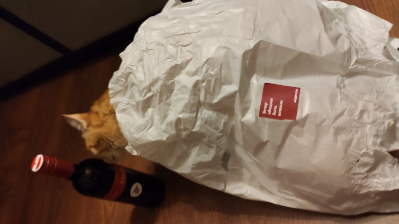 Кошки в нашей жизни. Кошки и все, что с ними связано.