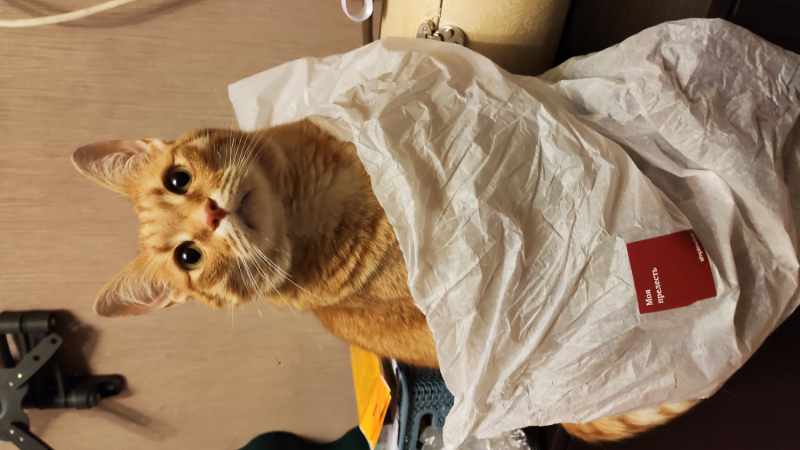 Кошки в нашей жизни. Кошки и все, что с ними связано.