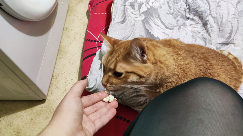 Кошки в нашей жизни. Кошки и все, что с ними связано.