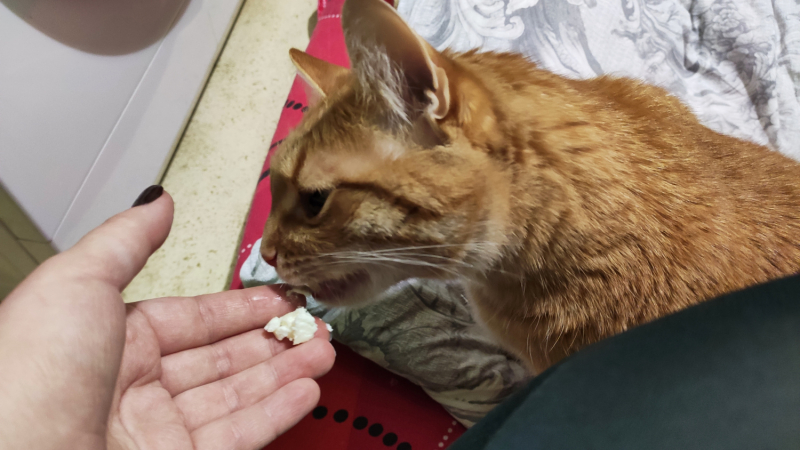 Кошки в нашей жизни. Кошки и все, что с ними связано.