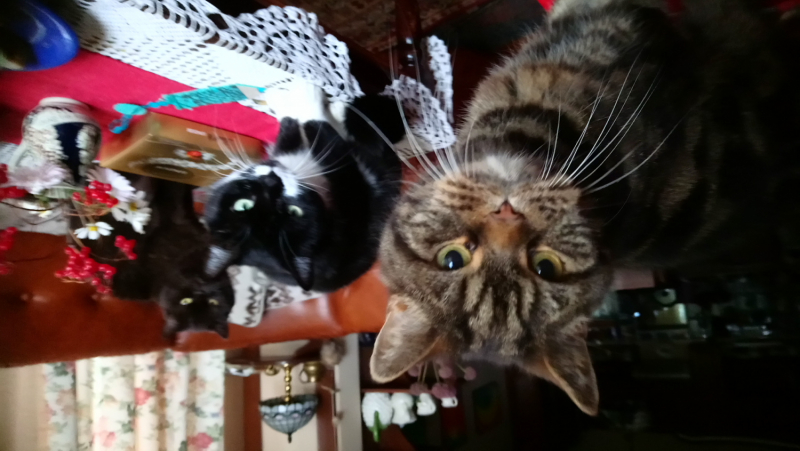 Кошки в нашей жизни. Кошки и все, что с ними связано.