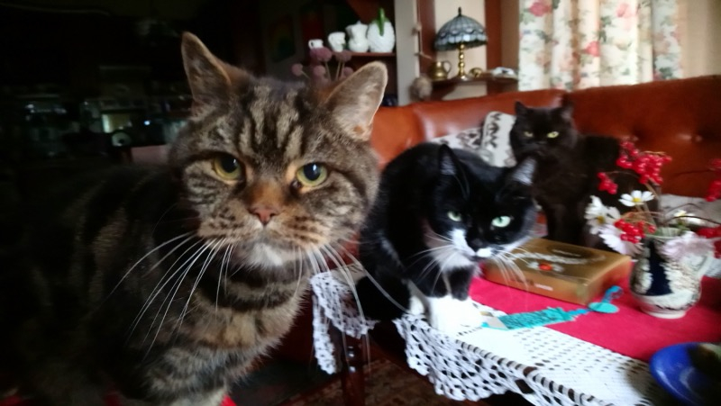 Кошки в нашей жизни. Кошки и все, что с ними связано.