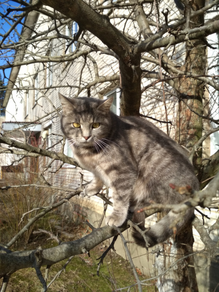 Кошки в нашей жизни. Кошки и все, что с ними связано.