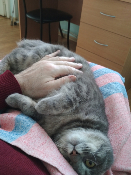 Кошки в нашей жизни. Кошки и все, что с ними связано.