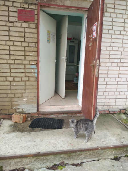 Кошки в нашей жизни. Кошки и все, что с ними связано.