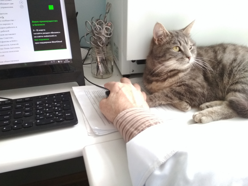 Кошки в нашей жизни. Кошки и все, что с ними связано.