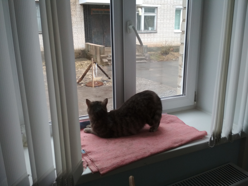 Кошки в нашей жизни. Кошки и все, что с ними связано.