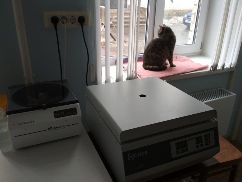 Кошки в нашей жизни. Кошки и все, что с ними связано.