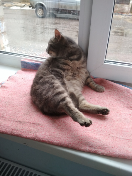 Кошки в нашей жизни. Кошки и все, что с ними связано.