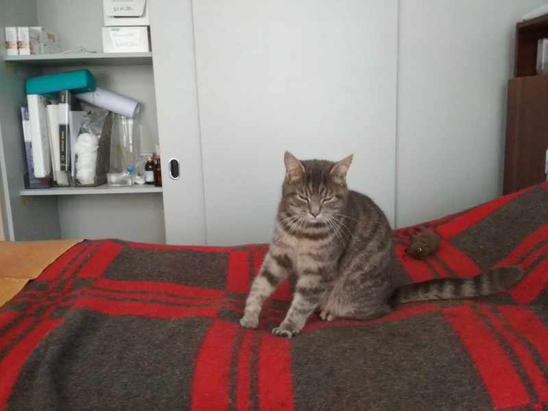 Кошки в нашей жизни. Кошки и все, что с ними связано.