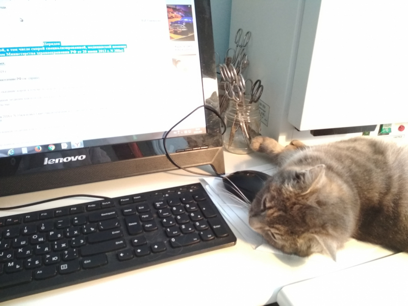 Кошки в нашей жизни. Кошки и все, что с ними связано.