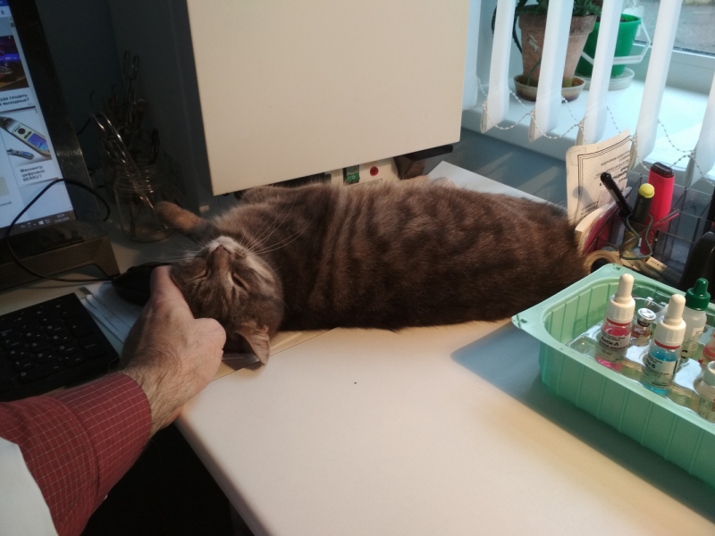 Кошки в нашей жизни. Кошки и все, что с ними связано.