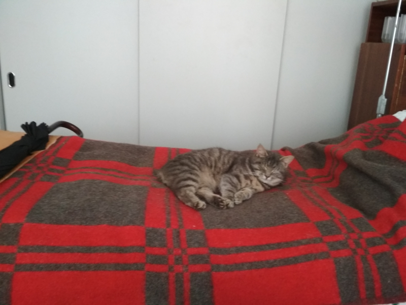 Кошки в нашей жизни. Кошки и все, что с ними связано.