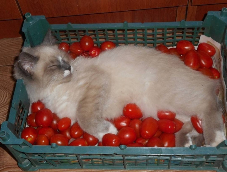 Кошки в нашей жизни. Кошки и все, что с ними связано.