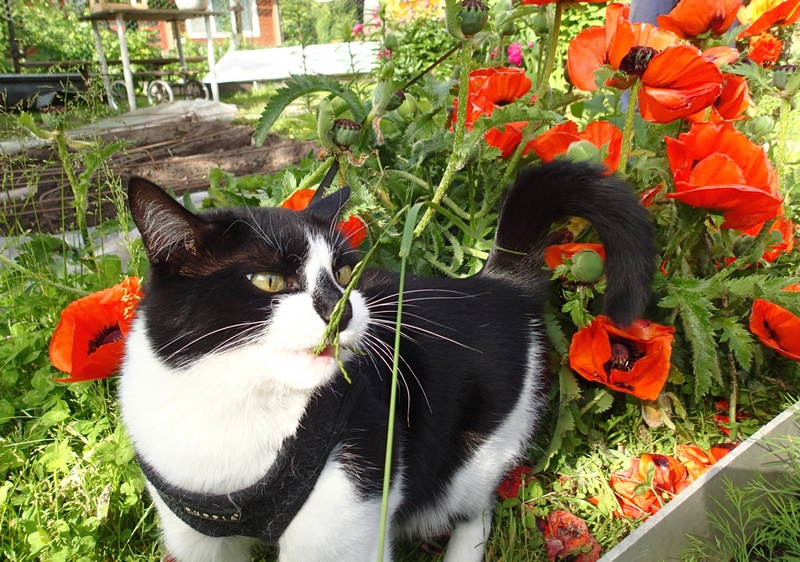Кошки в нашей жизни. Кошки и все, что с ними связано.