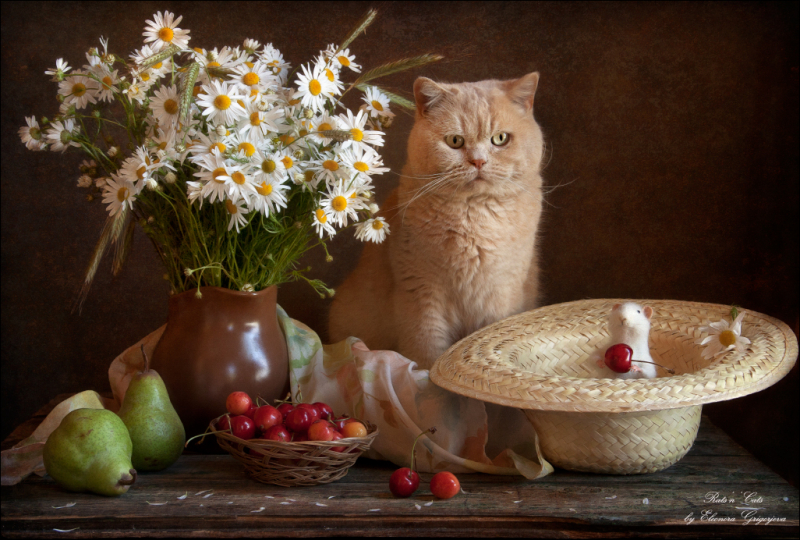 Кошки в нашей жизни. Кошки и все, что с ними связано.