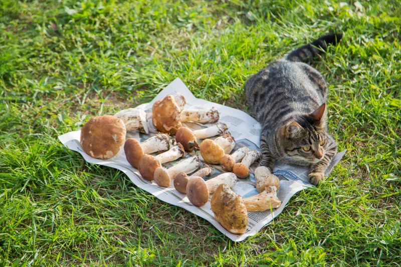 Кошки в нашей жизни. Кошки и все, что с ними связано.