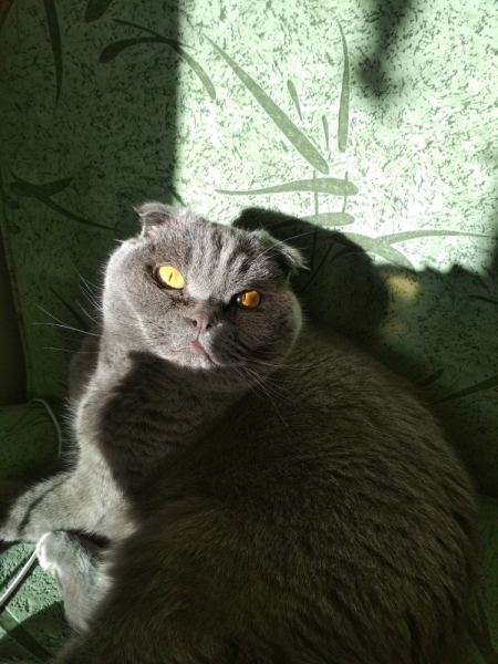 Кошки в нашей жизни. Кошки и все, что с ними связано.