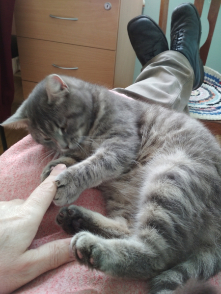 Кошки в нашей жизни. Кошки и все, что с ними связано.