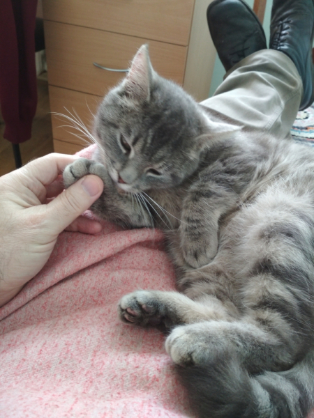 Кошки в нашей жизни. Кошки и все, что с ними связано.