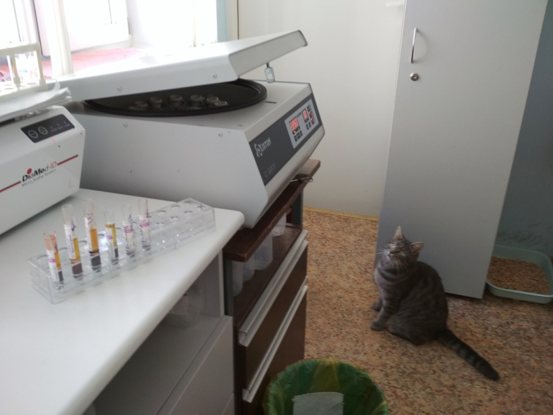 Кошки в нашей жизни. Кошки и все, что с ними связано.