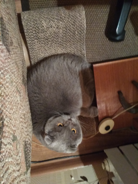 Кошки в нашей жизни. Кошки и все, что с ними связано.