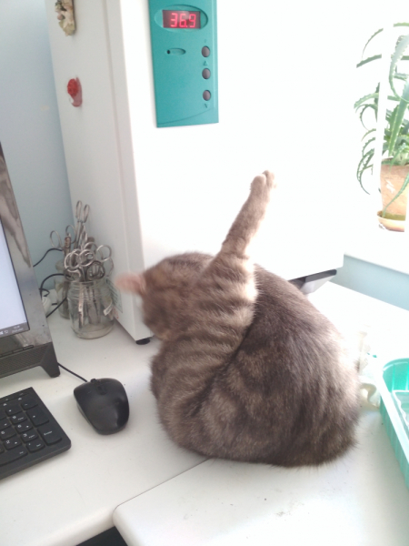 Кошки в нашей жизни. Кошки и все, что с ними связано.