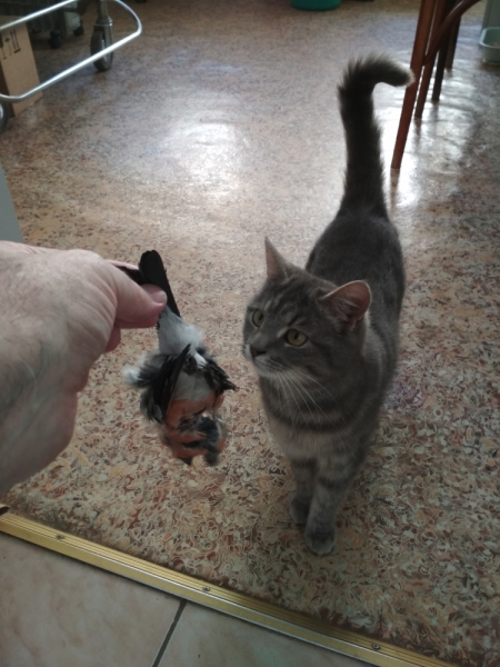 Кошки в нашей жизни. Кошки и все, что с ними связано.