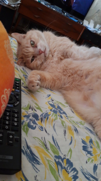 Кошки в нашей жизни. Кошки и все, что с ними связано.