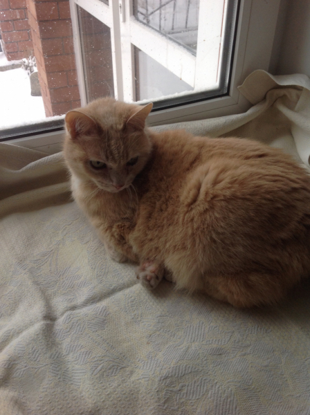 Кошки в нашей жизни. Кошки и все, что с ними связано.