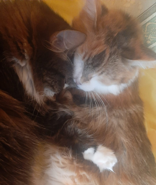 Кошки в нашей жизни. Кошки и все, что с ними связано.