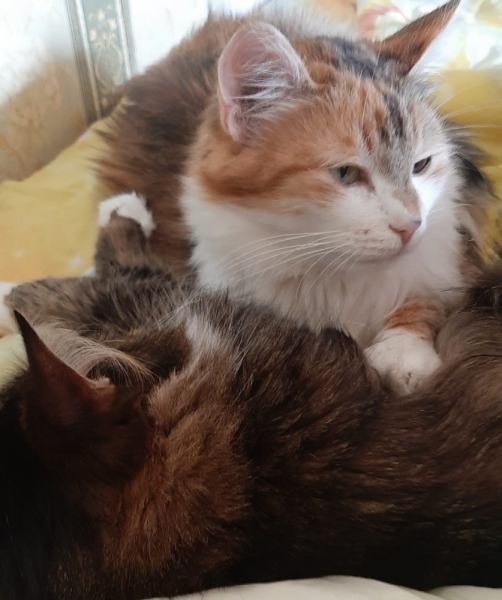 Кошки в нашей жизни. Кошки и все, что с ними связано.