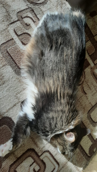 Кошки в нашей жизни. Кошки и все, что с ними связано.