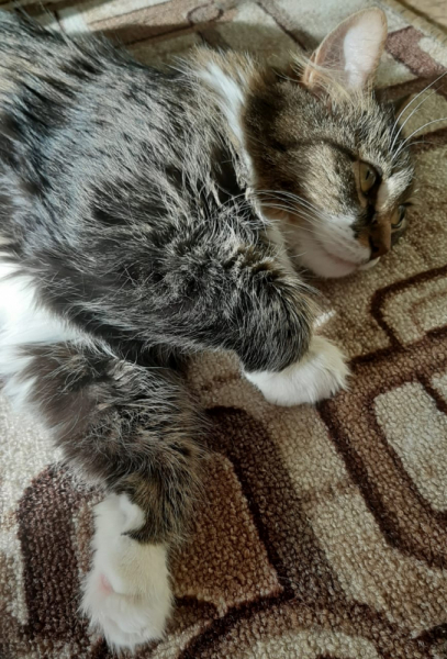 Кошки в нашей жизни. Кошки и все, что с ними связано.