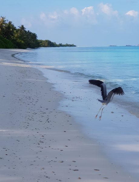 Дигура (Dhigurah) – пару километров наедине с собой и плеском волн