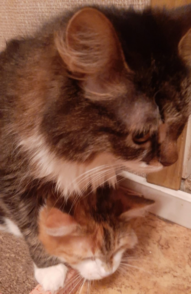 Кошки в нашей жизни. Кошки и все, что с ними связано.