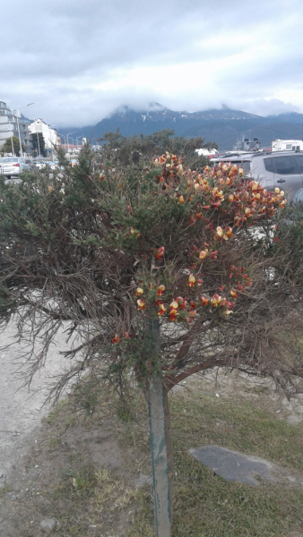 Укусить Южную Америку или День Рождения в @опе мира.(Аргентина-Боливия-Чили-Перу)