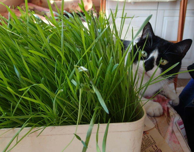 Кошки в нашей жизни. Кошки и все, что с ними связано.