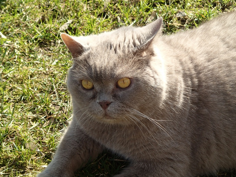 Кошки в нашей жизни. Кошки и все, что с ними связано.
