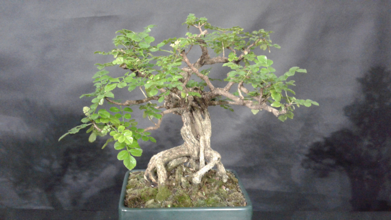 Укусить Южную Америку или День Рождения в @опе мира.(Аргентина-Боливия-Чили-Перу)