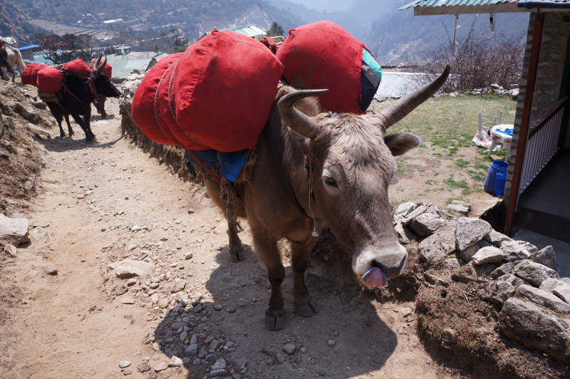 Гокио "туда и обратно" или первый раз в Непале.