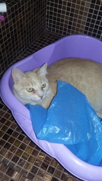 Кошки в нашей жизни. Кошки и все, что с ними связано.