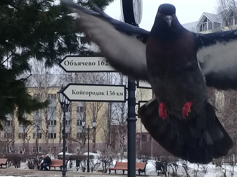 Познавательно-ненапряжный Русский Север без крайних заполярных точек