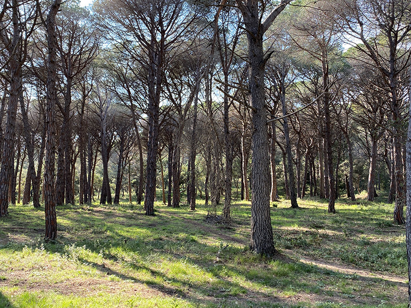 Пешком Torroella de Montgrí – Pals – Begur – Tamariu - Palamos – Platja d’Aro (GR-92), февраль 2020