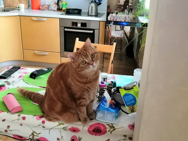 Кошки в нашей жизни. Кошки и все, что с ними связано.